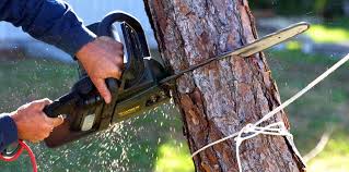 Best Tree Mulching  in Hudson, NY