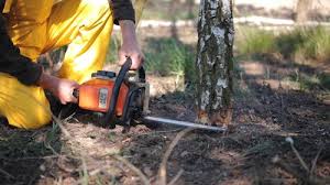 Best Tree Risk Assessment  in Hudson, NY