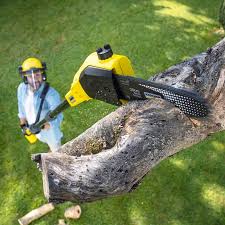 Reliable Hudson, NY Tree Care Solutions