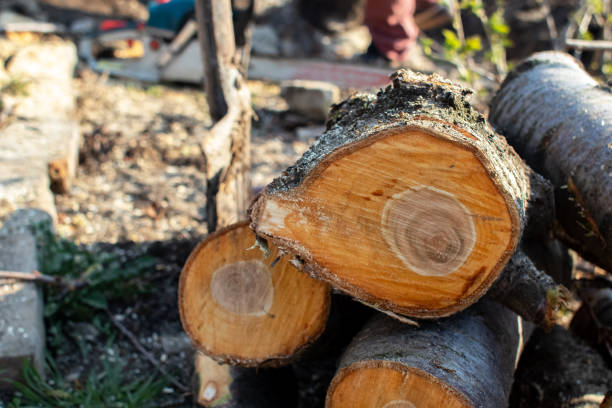 Best Fruit Tree Pruning  in Hudson, NY