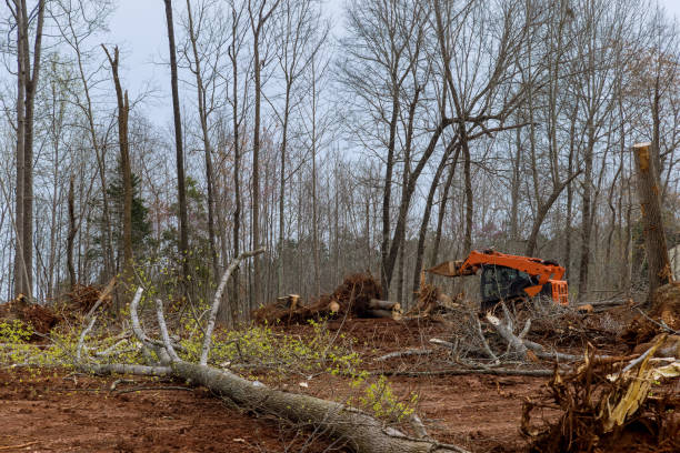 Best Tree Preservation Services  in Hudson, NY