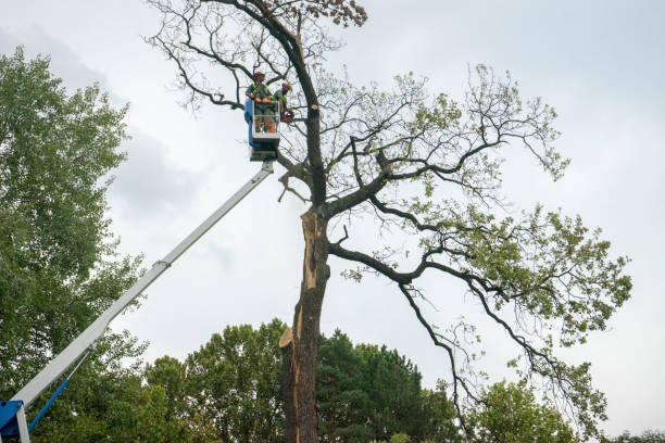 Best Palm Tree Trimming  in Hudson, NY