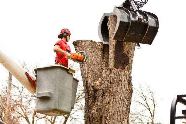 Best Fruit Tree Pruning  in Hudson, NY
